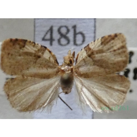 Clepsis spectrana (Treitschke, 1830) Czech48b